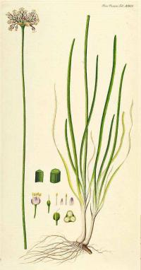 Zoom illustration allium_angulosum.jpg