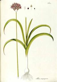 Zoom illustration allium_atropurpureum.jpg