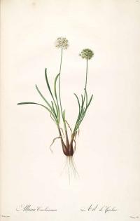 Zoom illustration allium_carolinianum.jpg