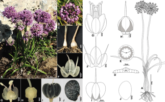 Zoom illustration allium_condensatum.jpg