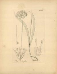Zoom illustration allium_douglasii.jpg