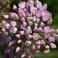 Zoom illustration allium_dregenaum.jpg