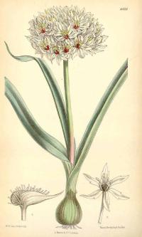 Zoom illustration allium_orientale.jpg