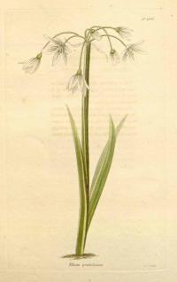 Zoom illustration allium_pendulinum.jpg