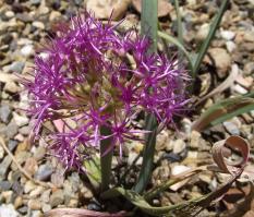 Zoom illustration allium_platycaule.jpg