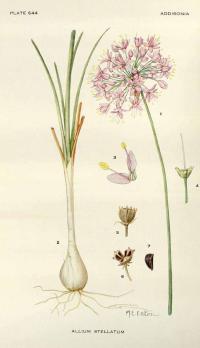Zoom illustration allium_stellatum.jpg