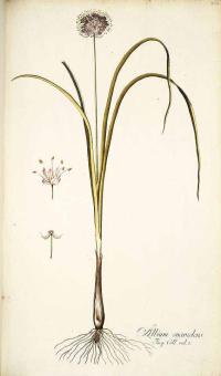 Zoom illustration allium_suaveolens.jpg