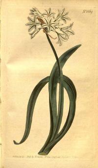 Zoom illustration allium_thunbergii.jpg