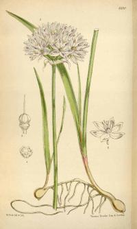 Zoom illustration allium_unifolium.jpg