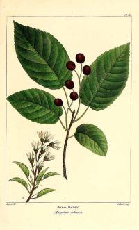 Zoom illustration amelanchier_arborea.jpg