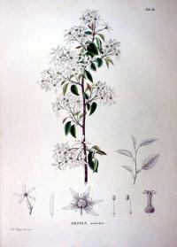 Zoom illustration amelanchier_asiatica.jpg