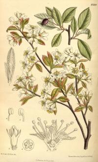 Zoom illustration amelanchier_bartramiana.jpg