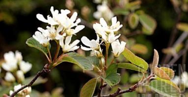 Zoom illustration amelanchier_basalticola.jpg