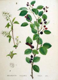 Zoom illustration amelanchier_feuilles_ovales.jpg