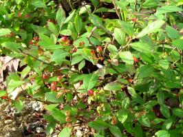 Zoom illustration amelanchier_humilis.jpg