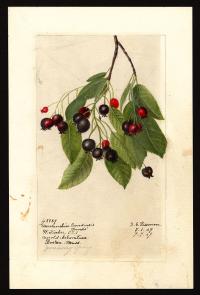 Zoom illustration amelanchier_obovalis.jpg
