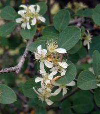 Zoom illustration amelanchier_pallida.jpg