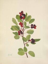 Zoom illustration amelanchier_sanguinea.jpg