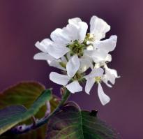 Zoom illustration amelanchier_spicata.jpg