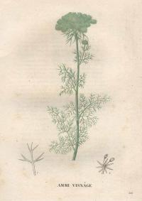 Zoom illustration ammi_visnaga2.jpg