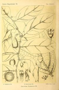 Zoom illustration anacolosa_frutescens.jpg