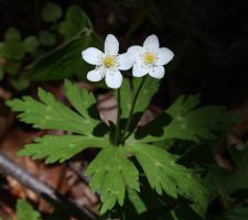 Zoom illustration anemone_flaccida.jpg