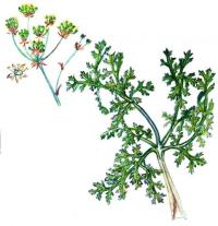 Zoom illustration annesorhiza_macrocarpa.jpg