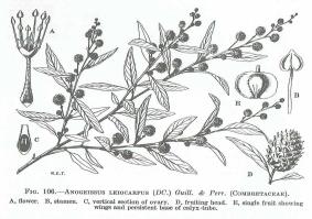 Zoom illustration anogeissus_leiocarpus.jpg