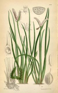 Zoom illustration aponogeton_junceus.jpg