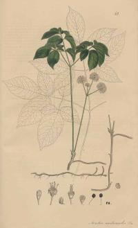 Zoom illustration aralia_nudicaulis.jpg