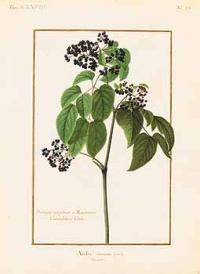Zoom illustration aralia_racemosa.jpg