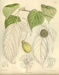Zoom illustration arbre_mouchoirs.jpg