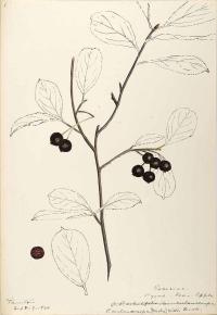 Zoom illustration aronie_fruits_noirs.jpg