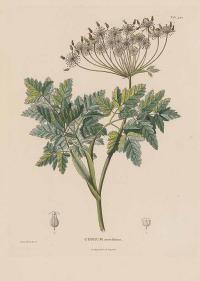 Zoom illustration arracacia_moschata.jpg