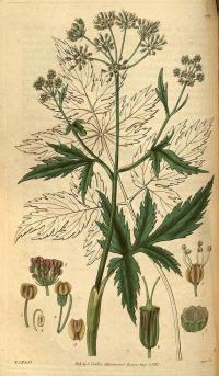 Zoom illustration arracacia_xanthorrhiza.jpg