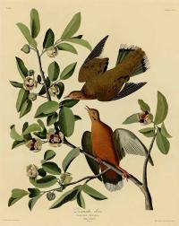 Zoom illustration asimina_parviflora.jpg