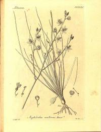 Zoom illustration asphodelus_aestivus.jpg