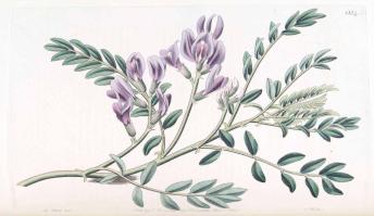 Zoom illustration astragalus_crassicarpus.jpg