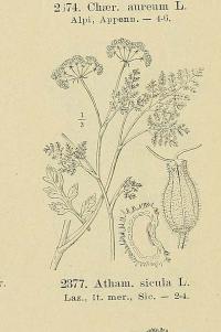 Zoom illustration athamanta_sicula.jpg