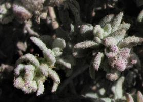 Zoom illustration atriplex_californica.jpg