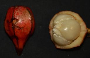 Zoom illustration baccaurea_angulata.jpg