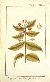 Zoom illustration baie_noel.jpg