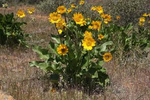 Zoom illustration balsamorhiza_deltoidea.jpg