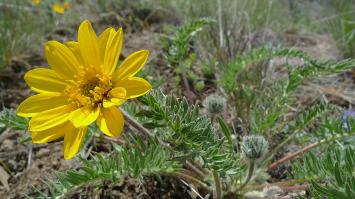 Zoom illustration balsamorhiza_hookeri.jpg