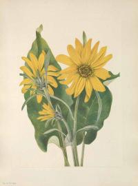 Zoom illustration balsamorhiza_sagittata.jpg