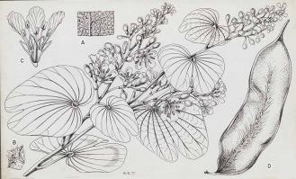 Zoom illustration bauhinia_thonningii.jpg
