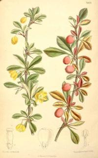 Zoom illustration berberis_angulosa.jpg