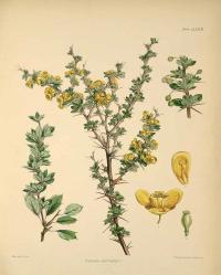 Zoom illustration berberis_buxifolia.jpg