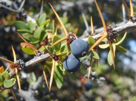 Zoom illustration berberis_feuilles_buis.jpg