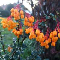 Zoom illustration berberis_lologensis.jpg